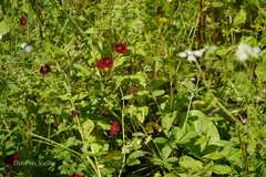 Potentilla atrosanguinea